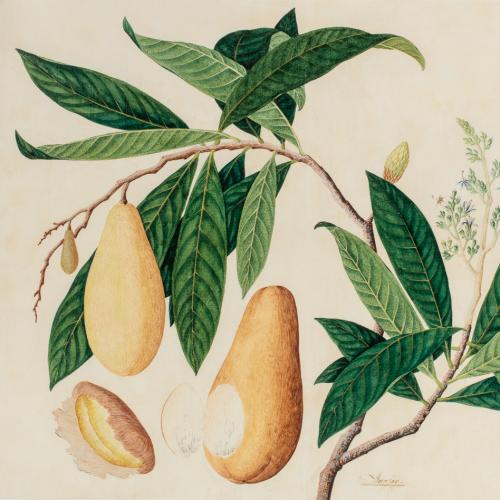 A Study of a Binjai (mangifera caesia), 19th century, probably Penang